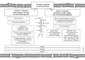 Vorschau - Arbeitsblätter - Mindmap Transportvorgänge an Biomembranen - Seite 1