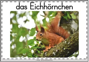 Vorschau - Unterrichtsreihen - Tafelbilder Eichhörnchen - Seite 2