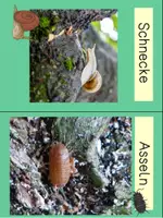 Vorschau - Stundenentwürfe - Bewohner am und um den Baum - Seite 2