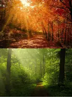 Vorschau - Bildkarten - Thema Bäume oder Wald - Bildkarten zum Einstieg - Seite 2