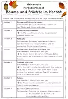 Vorschau - Unterrichtsreihen - Laubbäume & Früchte Unterrichtsvorschlag Vorschule/Klasse 1 - Seite 3