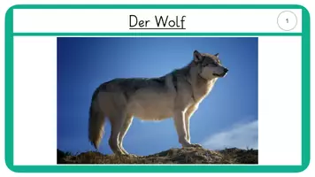 Vorschau - Bildkarten - Wissenskarten Säugetiere- Fledermaus und Wolf - Seite 1