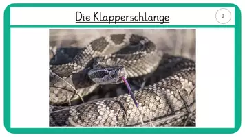 Vorschau - Stationenlernen - Wissenskarten Reptilien- Klapperschlange und Galápagos- Schildkröte - Seite 3