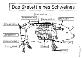 Vorschau - Arbeitsblätter - Übersichtsblatt - Das Skelett eines Schweins - Seite 3