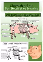 Vorschau - Arbeitsblätter - Übersichtsblatt - Das Skelett eines Schweins - Deckblatt