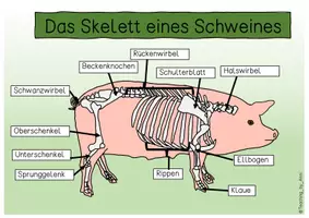 Vorschau - Arbeitsblätter - Übersichtsblatt - Das Skelett eines Schweins - Seite 2