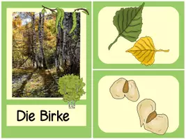 Vorschau - Präsentationen/Tafelbilder - Bäume, Blätter und ihre Früchte - Bild-/Legekarten zum Zuordnen - Seite 1