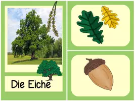 Vorschau - Präsentationen/Tafelbilder - Bäume, Blätter und ihre Früchte - Bild-/Legekarten zum Zuordnen - Seite 3