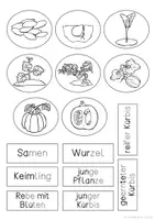 Vorschau - Unterrichtsreihen - Sparpaket Kürbis - Seite 3