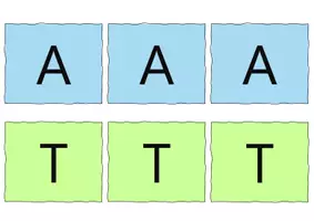 Vorschau - Bildkarten - Kärtchen: Modell der DNA - Seite 3