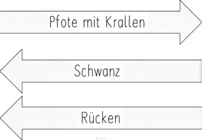 Vorschau - Präsentationen/Tafelbilder - Tafelmaterial - Bild- und Wortkarten Eichhörnchen (Körperbau + Leben) - Seite 3