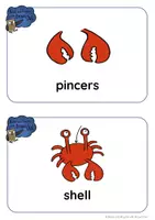 Aperçu - Apprentissages en autonomie - Seashore Animals - BODY PARTS bundle - Page 1