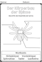 Vorschau - Arbeitsblätter - Infopaket Spinnen- Lebenszyklus, Körperbau - Seite 2