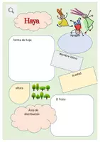 Vista previa - Hojas de trabajo - Árboles de cartel buscado - Haya - página 1