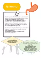 Vista previa - Unidades / Secuencias / Situaciones de Aprendizaje - Hojas de trabajo: nuestros órganos - página 3