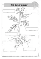 Vorschau - Arbeitsblätter - Potato - Labeling a potato plant - Kartoffelplfanze beschriften - - Seite 1