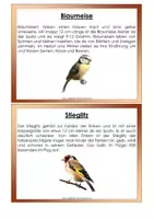 Vorschau - Stundenentwürfe - Heimische Vögel - Seite 2