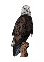 Vorschau - selbst erstellte Cliparts/Grafiken - Adler Tiermotiv (Bildkarte, Poster Malen & Zeichnen, Malvorlagen, Tiere Kunst) - Deckblatt
