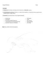 Vorschau - Arbeitsblätter - AB Biene Binokular Wirbellose Biologie 8 - Deckblatt