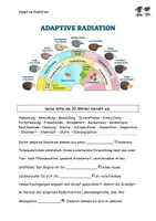 Vorschau - Stundenentwürfe - adaptive Radiation (Darwinfinken) Grafik Aufgaben Lösungen - Seite 2