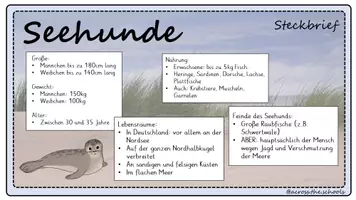 Vorschau - Stationenlernen - Seehunde: Infokartei - Seite 3
