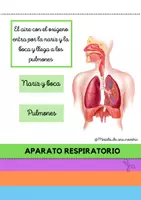 Vista previa - Hojas de trabajo - PACK: EL CUERPO HUMANO - página 1