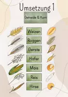 Vorschau - Stundenentwürfe - Tafelbild Getreide & Korn: Getreide, Getreidekorn, Getreidezuordnung: Weizen, Roggen, Hafer, Gerste, Mais, Reis, Hirse - Seite 2