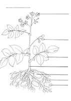 Vorschau - Arbeitsblätter - Die Kartoffelpflanze: Aufbau und Entwicklung – Material Sachunterricht / Grundschule / Klasse 3-4 - Seite 2