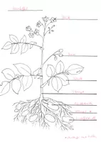 Vorschau - Arbeitsblätter - Die Kartoffelpflanze: Aufbau und Entwicklung – Material Sachunterricht / Grundschule / Klasse 3-4 - Seite 3