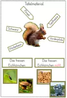 Vorschau - Präsentationen/Tafelbilder - Eichhörnchen - Bildkarten und Tafelmaterial - Seite 1