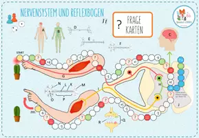 Vorschau - Spiele - Nervensystem und Reizübertragung - Brettspiel - Seite 3