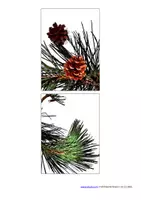 Vorschau - Spiele - Tafelmaterial Fotopuzzle - Zapfen und Zweige zuordnen - Nadelbäume - Seite 3