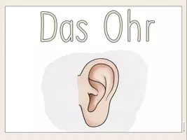 Vorschau - Präsentationen/Tafelbilder - Das Ohr - Tafelmaterial - Seite 1