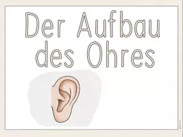 Vorschau - Präsentationen/Tafelbilder - Das Ohr - Tafelmaterial - Seite 2
