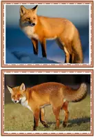 Vorschau - Präsentationen/Tafelbilder - Der Fuchs Tafelmaterial Wort- und Bildkarten - Seite 1