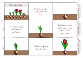 Vorschau - Arbeitsblätter - Leporello - Tulpenjahr - Seite 3