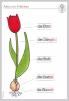 Vorschau - Arbeitsblätter - Aufbau Frühblüher - Bestandteile beschriften (differenziert) - Seite 2