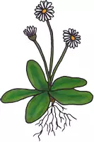 Vorschau - selbst erstellte Cliparts/Grafiken - Frühblüher Blumen im Frühling Cliparts Tulpe - Seite 2
