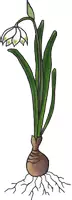 Vorschau - selbst erstellte Cliparts/Grafiken - Frühblüher Blumen im Frühling Cliparts Tulpe - Seite 1
