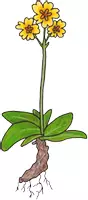 Vorschau - selbst erstellte Cliparts/Grafiken - Frühblüher Blumen im Frühling Cliparts Tulpe - Seite 3