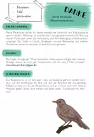 Vorschau - Bildkarten - Wie lebt die Amsel? - Wissenskartei - Seite 1