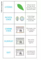 Vorschau - Spiele - Aufbau des Blattes – Zuordnungsaktivität / Paare Finden Spiel - Seite 1