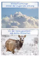 Vorschau - Stationenlernen - #edukilights22 Tiere im Winter - Wissenskarten - Seite 3