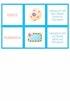 Vorschau - Spiele - Organellen – Zuordnungsaktivität / Paare Finden Spiel - Seite 3