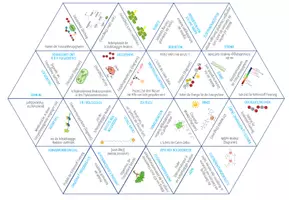 Vorschau - Stationenlernen - Fotosynthese: Lichtabhängige Reaktion und Calvin-Zyklus - Dreieck Domino Spiel (Abitur) - Seite 1