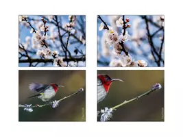 Vorschau - Bildkarten - Fotokartei Frühling - Seite 2