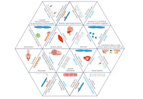 Vorschau - Spiele - Muskeln & Muskelkontraktion - Dreieck Domino Spiel (Abitur) - Seite 1