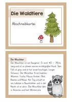 Vorschau - Stationenlernen - Waldtierkartei - Deckblatt