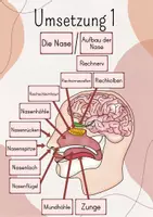 Vorschau - Stundenentwürfe - Tafelbild/ Legebild Die Nase, Aufbau der Nase - Seite 2