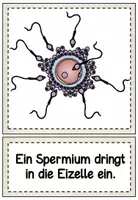 Vorschau - Präsentationen/Tafelbilder - Bildkarten: Von der Befruchtung bis zur Einnistung - Seite 2